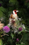 European goldfinch | Kōurarini. Adult male feeding on thistle. Wanganui, January 2011. Image © Ormond Torr by Ormond Torr.