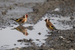 European goldfinch | Kōurarini. Adult females drinking from water pool. Ahuriri, Napier, May 2015. Image © Adam Clarke by Adam Clarke.