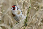 European goldfinch | Kōurarini. Adult female feeding. Kaikoura Peninsula, January 2013. Image © Brian Anderson by Brian Anderson.