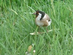 European goldfinch | Kōurarini. Adult female eating dandelion seed. Lower Hutt, November 2011. Image © John Flux by John Flux.