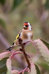 European goldfinch | Kōurarini. Adult female. Tasman, April 2014. Image © Rob Lynch by Rob Lynch.