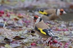 European goldfinch | Kōurarini. Adults bathing, male in foreground. Christchurch Botanic Gardens, May 2014. Image © Steve Attwood by Steve Attwood.