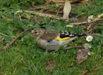 European goldfinch | Kōurarini. Juvenile. Palmerston North, December 2018. Image © Amy Leslie by Emilee Reid.