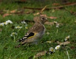 European goldfinch | Kōurarini. Juvenile. Palmerston North, December 2018. Image © Amy Leslie by Emilee Reid.