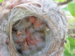 European goldfinch | Kōurarini. Chicks in nest. Debrecen, Hungary, Europe, May 2017. Image © Tamas Zeke by Zsuzsanna Guba.