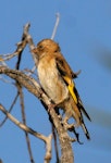 European goldfinch | Kōurarini. Juvenile. Wanganui, March 2008. Image © Ormond Torr by Ormond Torr.