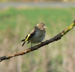 European goldfinch | Kōurarini. Juvenile. Waikato, December 2006. Image © Koos Baars by Koos Baars.