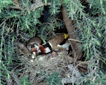 European goldfinch | Kōurarini. Pair at nest containing chicks. Female removing faecal sac. Gisborne, January 1979. Image © Department of Conservation (image ref: 10031117) by Dick Veitch.