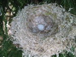 European goldfinch | Kōurarini. Nest with egg. Morrinsville, January 2005. Image © Andrew Thomas by Andrew Thomas.