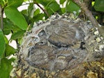 European goldfinch | Kōurarini. Chicks in nest. Debrecen, Hungary, Europe, May 2017. Image © Tamas Zeke by Zsuzsanna Guba.