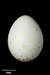 European goldfinch | Kōurarini. Egg 17.1 x 13.1 mm (NMNZ OR.019743, collected by Frederich-Carl Kinsky). Lipporg, Kreis Beckum, Westfalia, May 1949. Image © Te Papa by Jean-Claude Stahl.