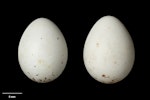 European goldfinch | Kōurarini. Clutch (NMNZ OR.019743, collected by Frederich-Carl Kinsky)). Lipporg, Kreis Beckum, Westfalia, May 1949. Image © Te Papa by Jean-Claude Stahl.