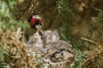 European goldfinch | Kōurarini. Adult male regurgitating seeds to chicks in nest. Auckland, February 2014. Image © Bartek Wypych by Bartek Wypych.