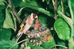 European goldfinch | Kōurarini. Adult female feeding chicks at nest. Image © Department of Conservation (image ref: 10048718).