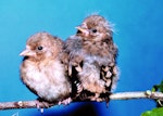 European goldfinch | Kōurarini. Fledglings. Palmerston North, February 2002. Image © Alex Scott by Alex Scott.