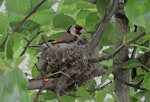 European goldfinch | Kōurarini. Adult female feeding nestling. Debrecen, Hungary, May 2017. Image © Tamas Zeke by Tamas Zeke.