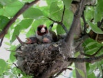 European goldfinch | Kōurarini. Adult female brooding nestlings. Debrecen, Hungary, May 2017. Image © Tamas Zeke by Gabor Zeke.