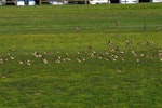 European goldfinch | Kōurarini. Flock feeding. North Shore, Auckland, September 2011. Image © Peter Reese by Peter Reese.