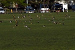 European goldfinch | Kōurarini. Flock in flight. North Shore, Auckland, September 2011. Image © Peter Reese by Peter Reese.