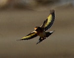 European goldfinch | Kōurarini. Juvenile in flight. Wanganui, March 2012. Image © Ormond Torr by Ormond Torr.