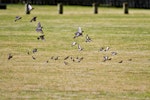 European goldfinch | Kōurarini. Flock on the ground and in flight. The larger birds are sparrows. Maketu, June 2012. Image © Raewyn Adams by Raewyn Adams.