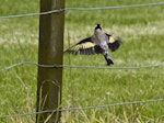 European goldfinch | Kōurarini. Adult in flight. Tauranga, January 2011. Image © Raewyn Adams by Raewyn Adams.