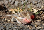 Common redpoll. Adult male in breeding plumage. Wanganui, July 2010. Image © Ormond Torr by Ormond Torr.