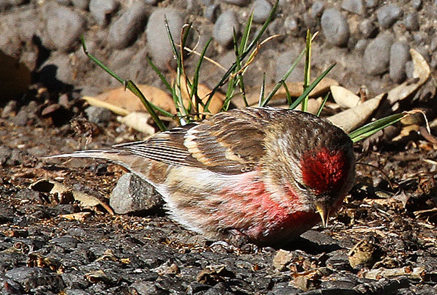 Common redpoll. Adult male in breeding plumage. Wanganui, July 2010. Image © Ormond Torr by Ormond Torr.