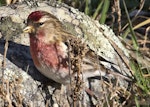 Common redpoll. Adult male feeding on seed. Boulder Bank, Nelson, July 2015. Image © Rebecca Bowater by Rebecca Bowater FPSNZ AFIAP.