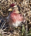 Common redpoll. Adult male eating seed. Boulder Bank, Nelson, July 2015. Image © Rebecca Bowater by Rebecca Bowater FPSNZ AFIAP.