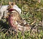 Common redpoll. Adult male feeding on seed. Boulder Bank, Nelson, July 2015. Image © Rebecca Bowater by Rebecca Bowater FPSNZ AFIAP.