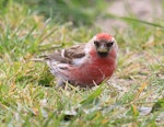 Common redpoll. Adult male. Dunedin, October 2015. Image © Imogen Warren by Imogen Warren.