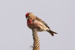 Common redpoll. Adult male. Glenorchy lagoon walkway, December 2017. Image © Rob Lynch by Rob Lynch.