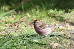 Common redpoll. Adult male. Karaka Point, Picton, November 2012. Image © Will Parsons by Will Parsons.