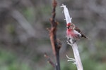 Common redpoll. Adult male. Mangere Island, Chatham Islands, December 2022. Image © Steve Pilkington by Steve Pilkington.