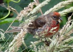 Common redpoll. Adult male eating grass seed. Rangatira Island, Chatham Islands, February 2021. Image © Alan Tennyson by Alan Tennyson.