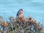 Common redpoll. Adult male. Catlins, November 2011. Image © James Mortimer by James Mortimer.