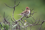 Common redpoll. Adult female. Wairau Lagoons, Marlborough, June 2017. Image © Bill Cash by Bill Cash.