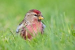 Common redpoll. Adult male in breeding plumage. Dunedin Botanic Gardens, October 2010. Image © Paul Sorrell by Paul Sorrell.