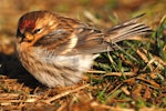 Common redpoll. Female on ground. Stephens Island, August 2009. Image © Peter Reese by Peter Reese.