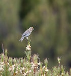 Common redpoll. Female perched. Campbell Island, November 2011. Image © Sonja Ross by Sonja Ross.