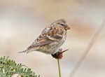 Common redpoll. Juvenile feeding on knobby clubrush seeds. Horseshoe Bay, Stewart Island, March 2023. Image © Glenn Pure by Glenn Pure.