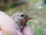 Common redpoll. Close up of adult head and bill, natural light. Mangere Island, February 2009. Image © Graeme Taylor by Graeme Taylor.