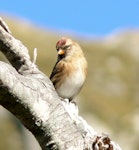 Common redpoll. Adult female. Arthur's Pass, March 2011. Image © Joke Baars by Joke Baars.