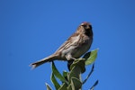 Common redpoll. Adult female. Mangere Island, Chatham Islands, November 2022. Image © Steve Pilkington by Steve Pilkington.