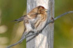 Common redpoll. Female on fence. Stephens Island, August 2008. Image © Peter Reese by Peter Reese.