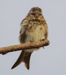 Common redpoll. Juvenile. Boggy Pond, January 2015. Image © Imogen Warren by Imogen Warren.