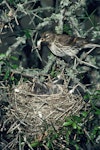 Common redpoll. Adult female removing faecal sac from nest containing chicks. February 1989. Image © Peter Reese by Peter Reese.