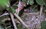 Common redpoll. Adult at nest with chicks. December 1985. Image © Peter Reese by Peter Reese.