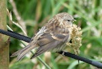 Common redpoll. Juvenile. Rangatira Island, Chatham Islands, February 2021. Image © Alan Tennyson by Alan Tennyson.